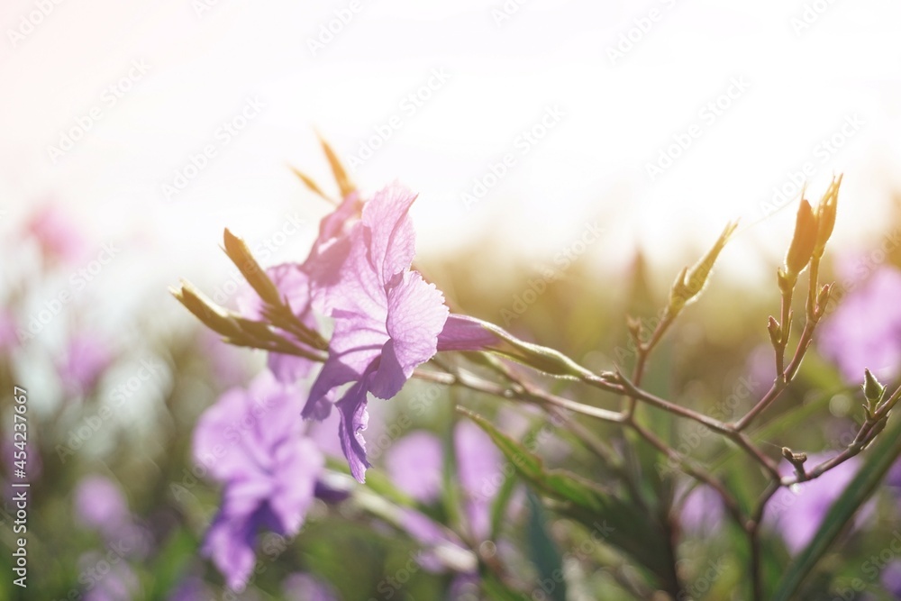 Fototapeta premium purple ruellia tuberosa flower in nature garden