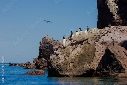 Fragatas en la Isla Espíritu Santo, Golfo de California, Baja California Sur, México