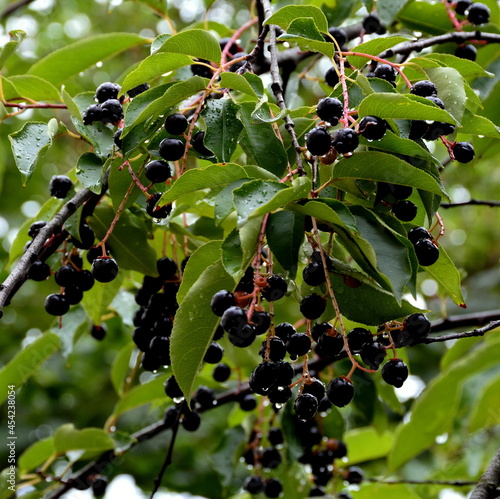 The ripe bird cherry berries on a branch in the raindrops.