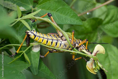 Giant Lubber grasshopper eating a leaf