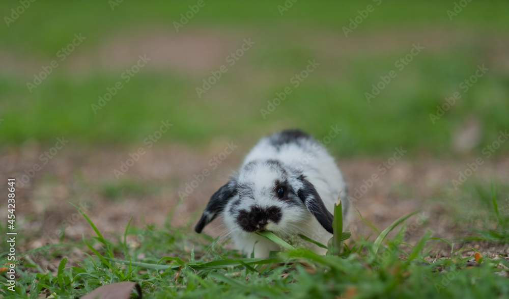 rabbit sleep on ground, bunny pet, holland lop
rabbit sleep on ground, bunny pet, holland lop