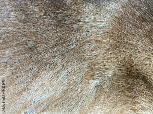 close up dog hair texture background