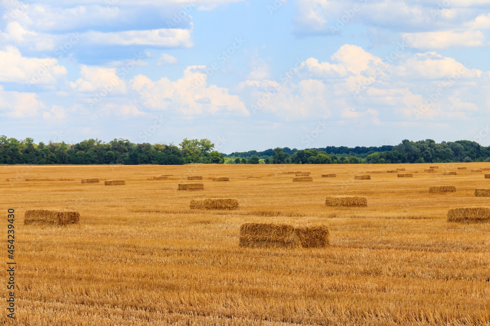 Rectangular straw bales on a field after the grain harvest Rectangular straw bales on a field after the grain harvest