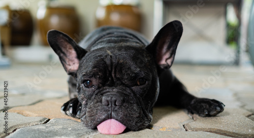 french bulldog sleeping on ground with blur background  © waranyu
