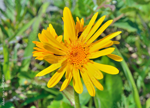 Yellow flower  Ligularia juluensis 
