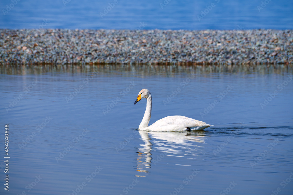 The swans in the sailimu lake in Xinjiang Uygur Autonomous Region, China. The swans in the sailimu lake in Xinjiang Uygur Autonomous Region, China.