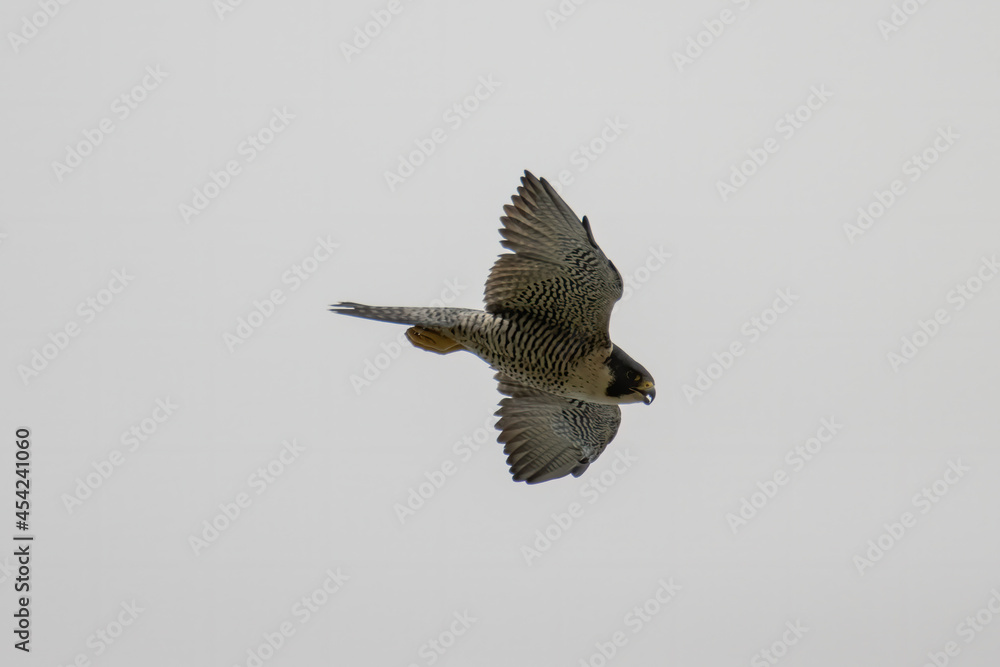 Fototapeta premium Nature wildlife image of Peregrine Falcon eagle flying on the sky.