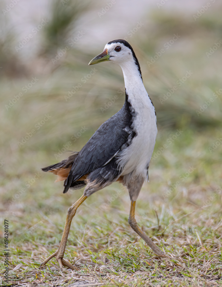 Nature wildlife image of White-breasted Waterhen - Amaurornis phoenicurus