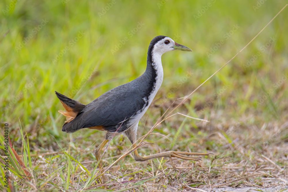 Naklejka premium Nature wildlife image of White-breasted Waterhen - Amaurornis phoenicurus