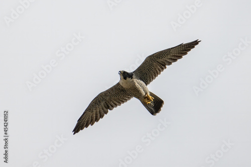Nature wildlife image of Peregrine Falcon eagle flying on the sky.