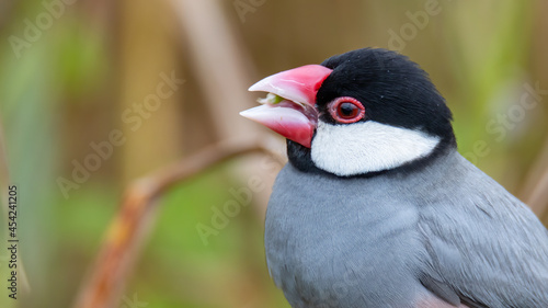 Nature Wildlife image of beautiful bird Java sparrow  Lonchura oryzivora  with green background