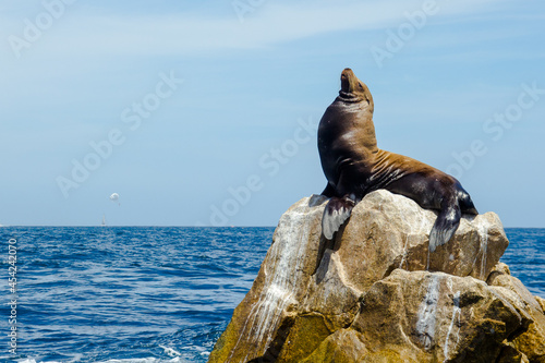 Lobo Marino tomando sol en finisterra, Cabo San Lucas