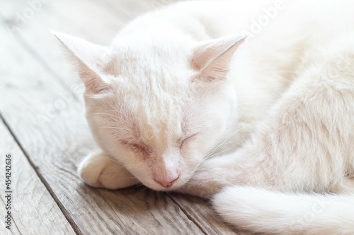 Thai domestic white cat sleeping