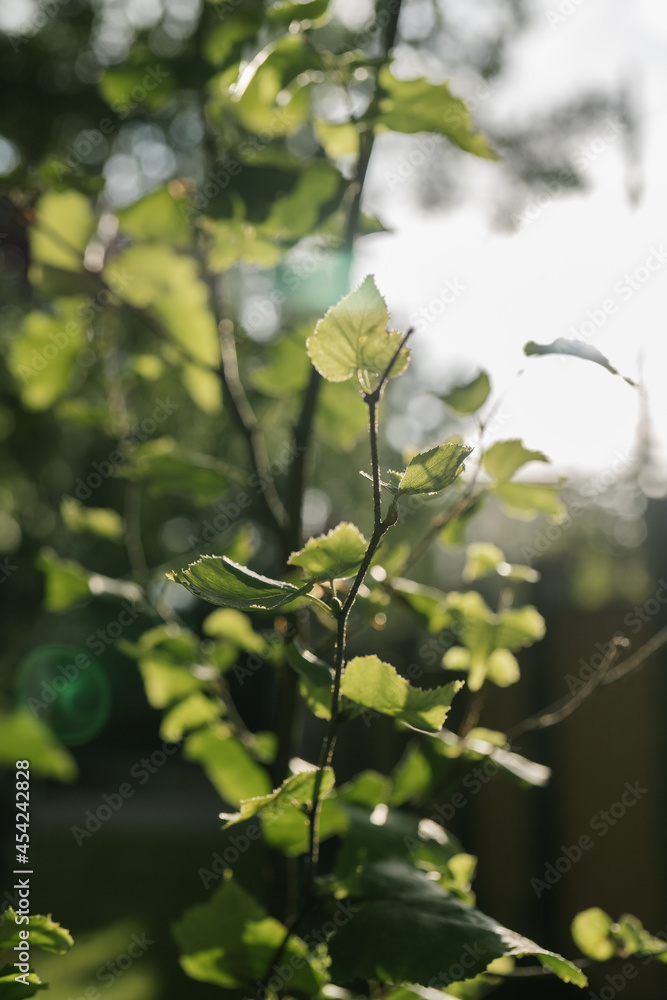 Birch branch as a beautiful natural background. Birch branch as a beautiful natural background.