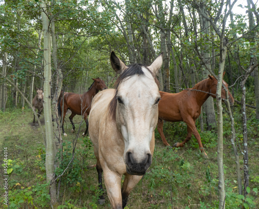 horses in the woods