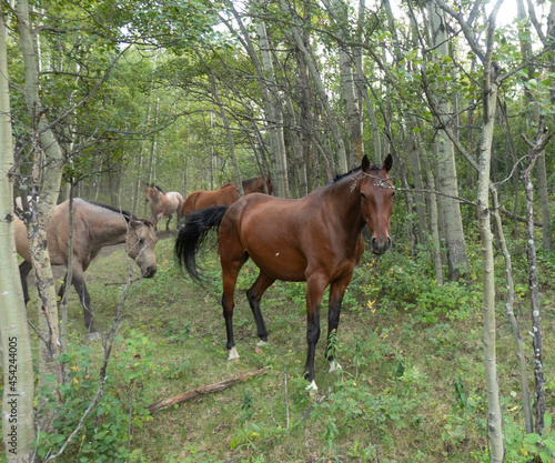 horses in woodland © Phil & Karen Rispin