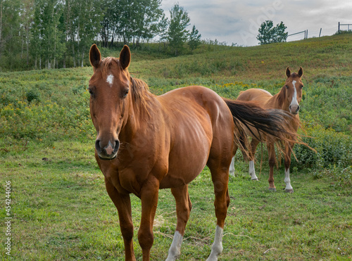 horses in the meadow