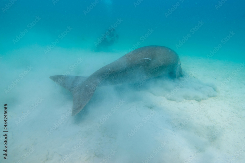 Fototapeta premium フィリピン、パラワン州のブスアンガ島コロン島に生息する野生のジュゴンをダイビングで撮影した風景 Landscape of a wild dugong diving on Coron Island, Busuanga, Palawan, Philippines. 