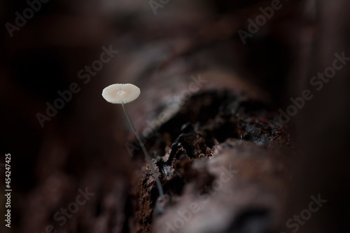Beautiful Mushrooms in the Tropical Forest