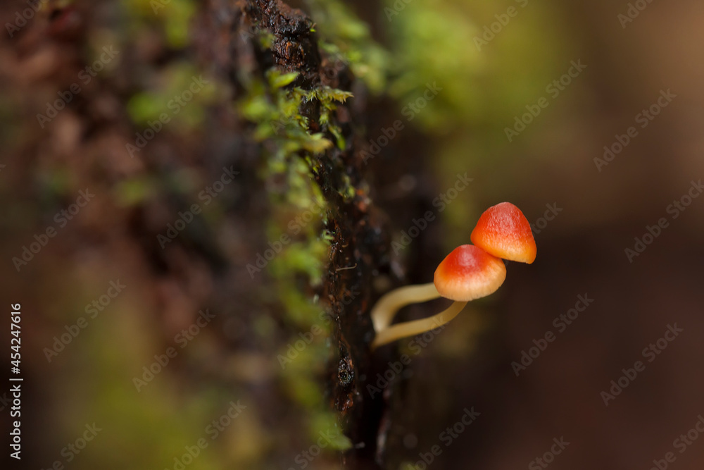 Beautiful Mushrooms in the Tropical Forest Beautiful Mushrooms in the Tropical Forest