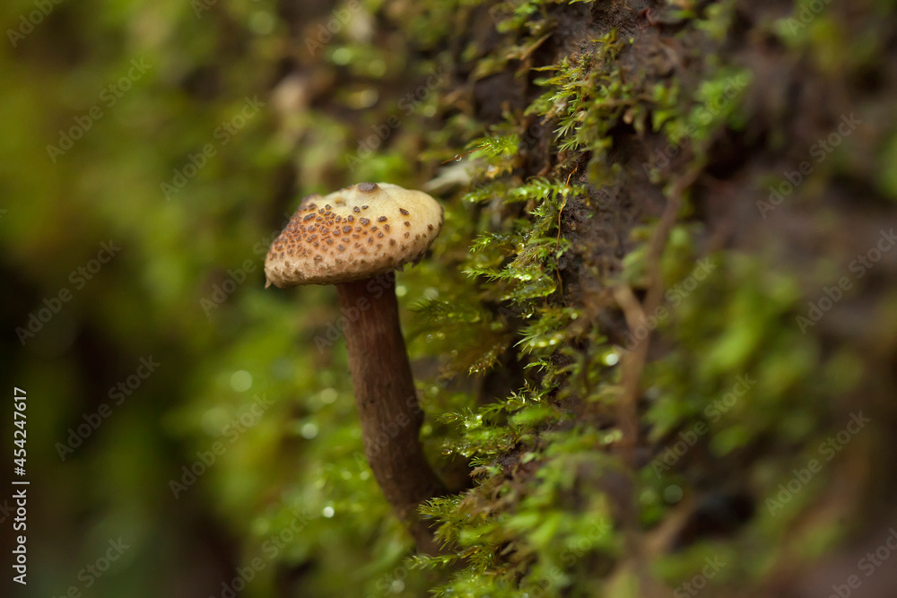 Beautiful Mushrooms in the Tropical Forest Beautiful Mushrooms in the Tropical Forest