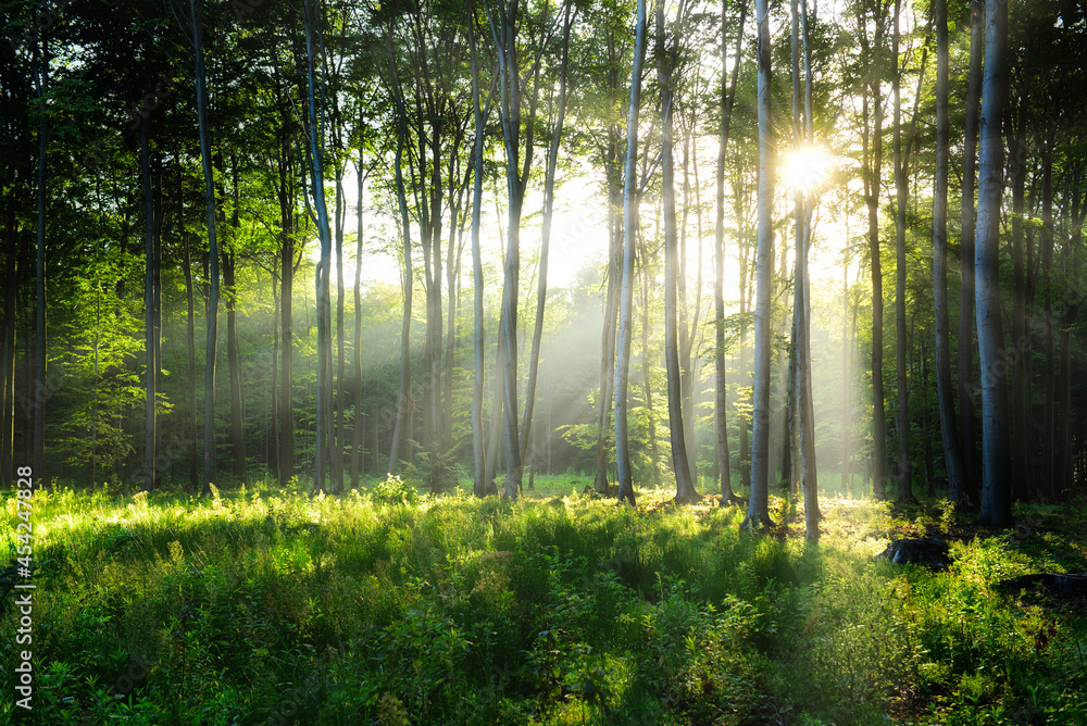 Fototapeta premium Beautiful morning in the forest