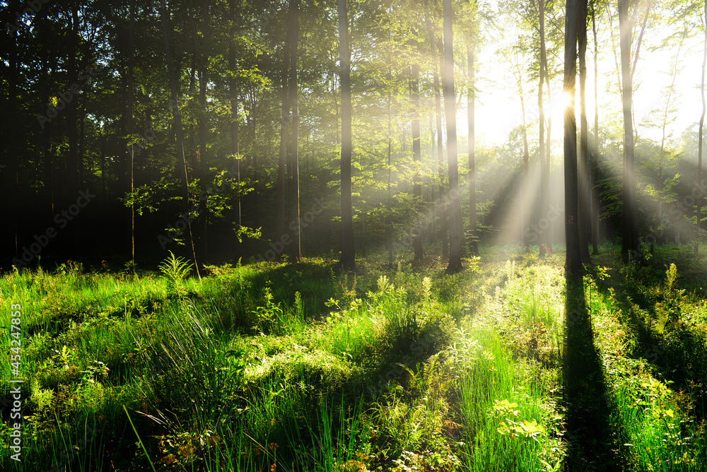 Fototapeta premium Beautiful morning in the forest