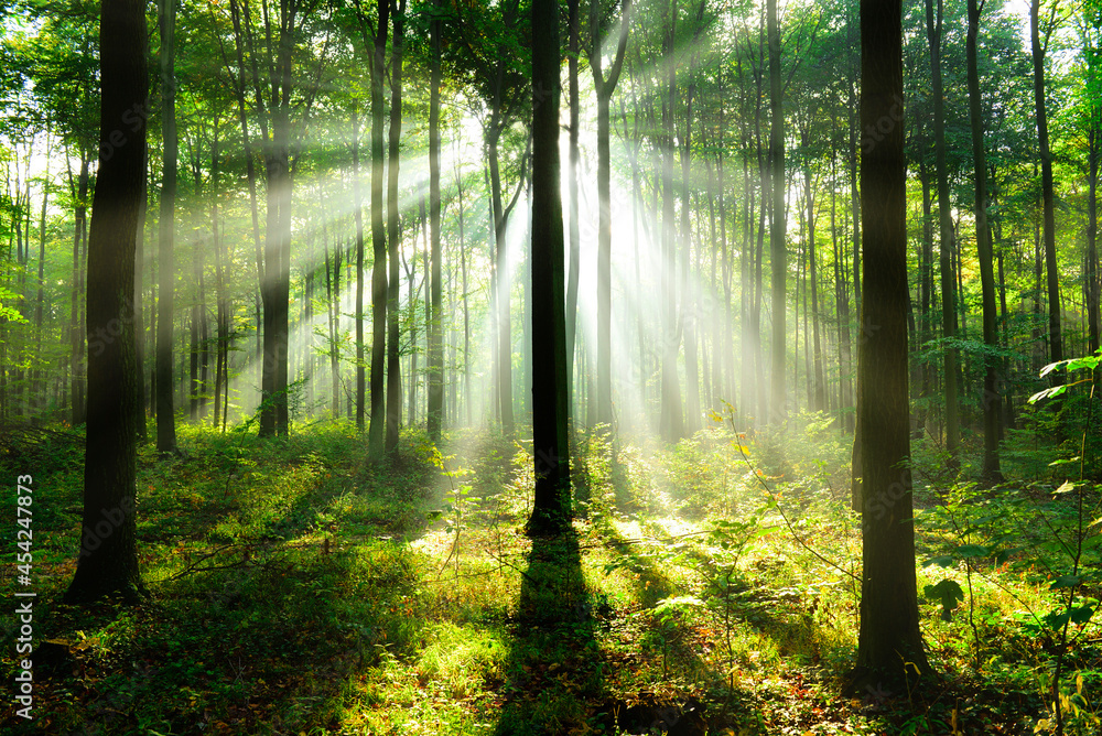 Obraz premium Beautiful morning in the forest