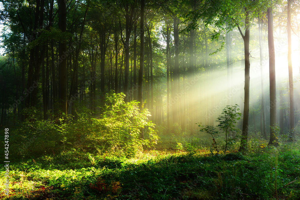 Fototapeta premium Beautiful morning in the forest