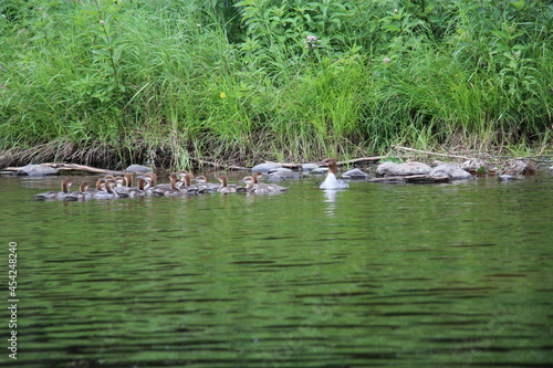 Common Mergansers with large family of chicks © Raun