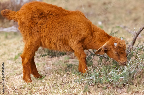 Chevreau 