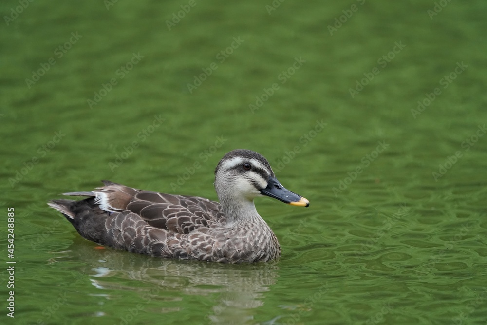 eurasian spot billed duck in the pond eurasian spot billed duck in the pond