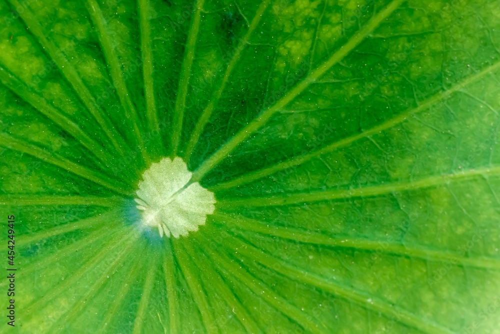 Lotus leaf texture Lotus leaf texture