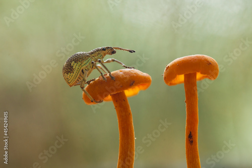 White Weevil on Mushrooms