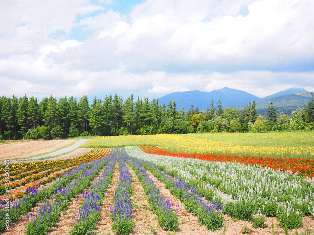 北海道の絶景 富良野麓郷展望台 花畑