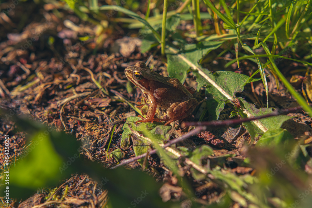 frog in the grass frog in the grass