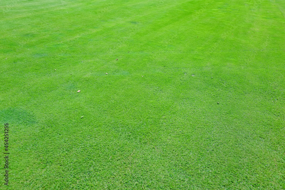 On a golf course green grass in the evening. High quality photo