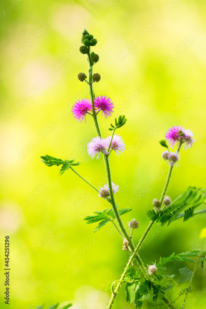 Fototapeta premium Purple flowers