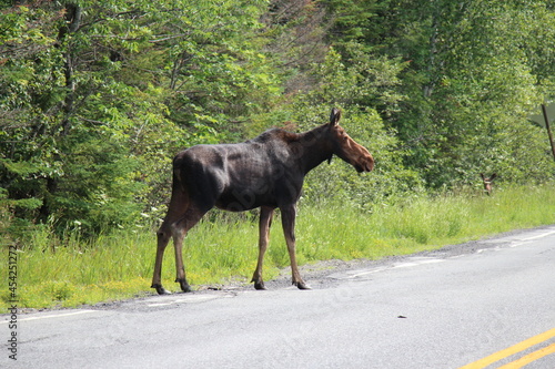 A cow moose along a Maine road