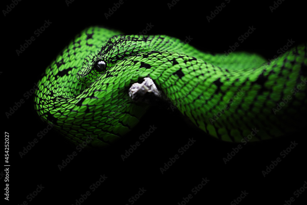 Obraz premium green snake