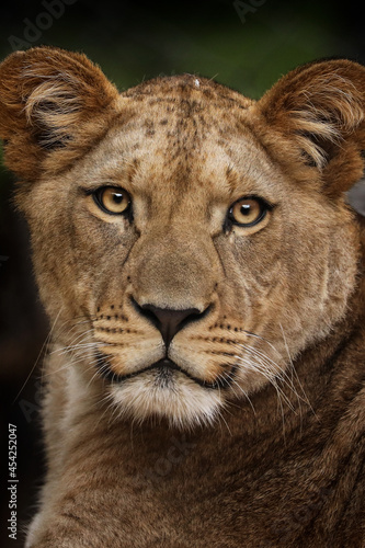 Fototapeta Naklejka Na Ścianę i Meble -  young lion