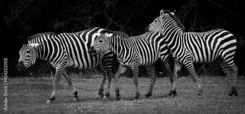 zebras