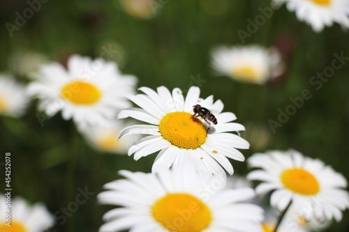 Beautiful wild daises in a field