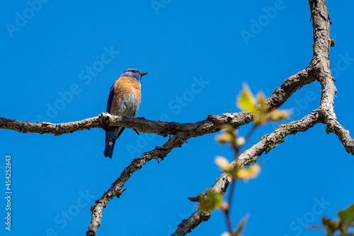 Western Bluebird Standing on Tree Branch © LeePhotos