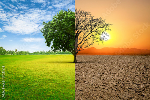 Fotografia Environmental and global warming concepts, Live and dead big A Tree