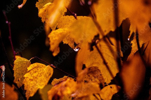 droplet on yellow autumn leaves photo