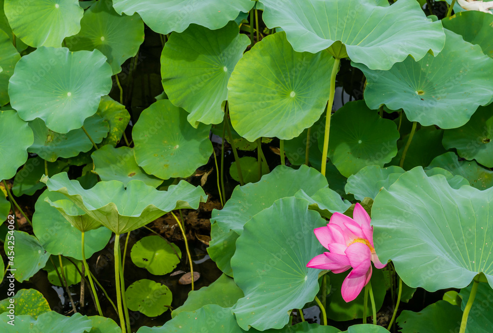 Pink lily in pond of large lily pads Pink lily in pond of large lily pads