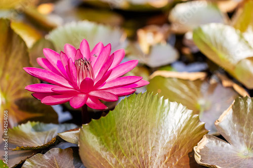 Lotus flower in bloom