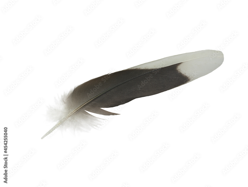 Obraz premium Beautiful eagle feather isolated on white background