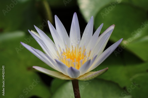 Blue lotus flower with leaves